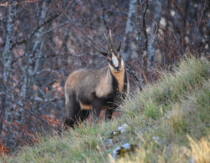 Camoscio appenninico - Rupicapra pyrenaica ornata